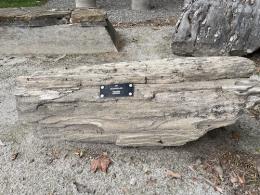 3-foot long tan section of fossilized tree trunk with a black tag on it.