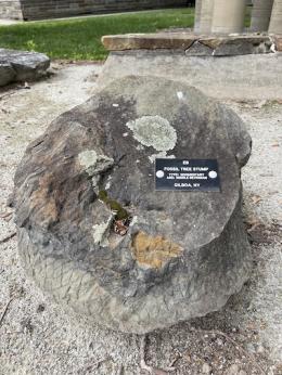 Round brown rock with a light green splotch of lichen and a black tag on it.