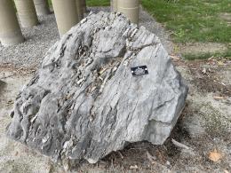 Large grey rock with one layered half and one half more smooth. There is a black tag attached.