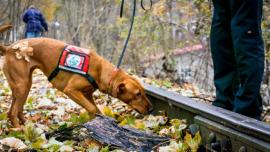 dogs tracking invasive spotted