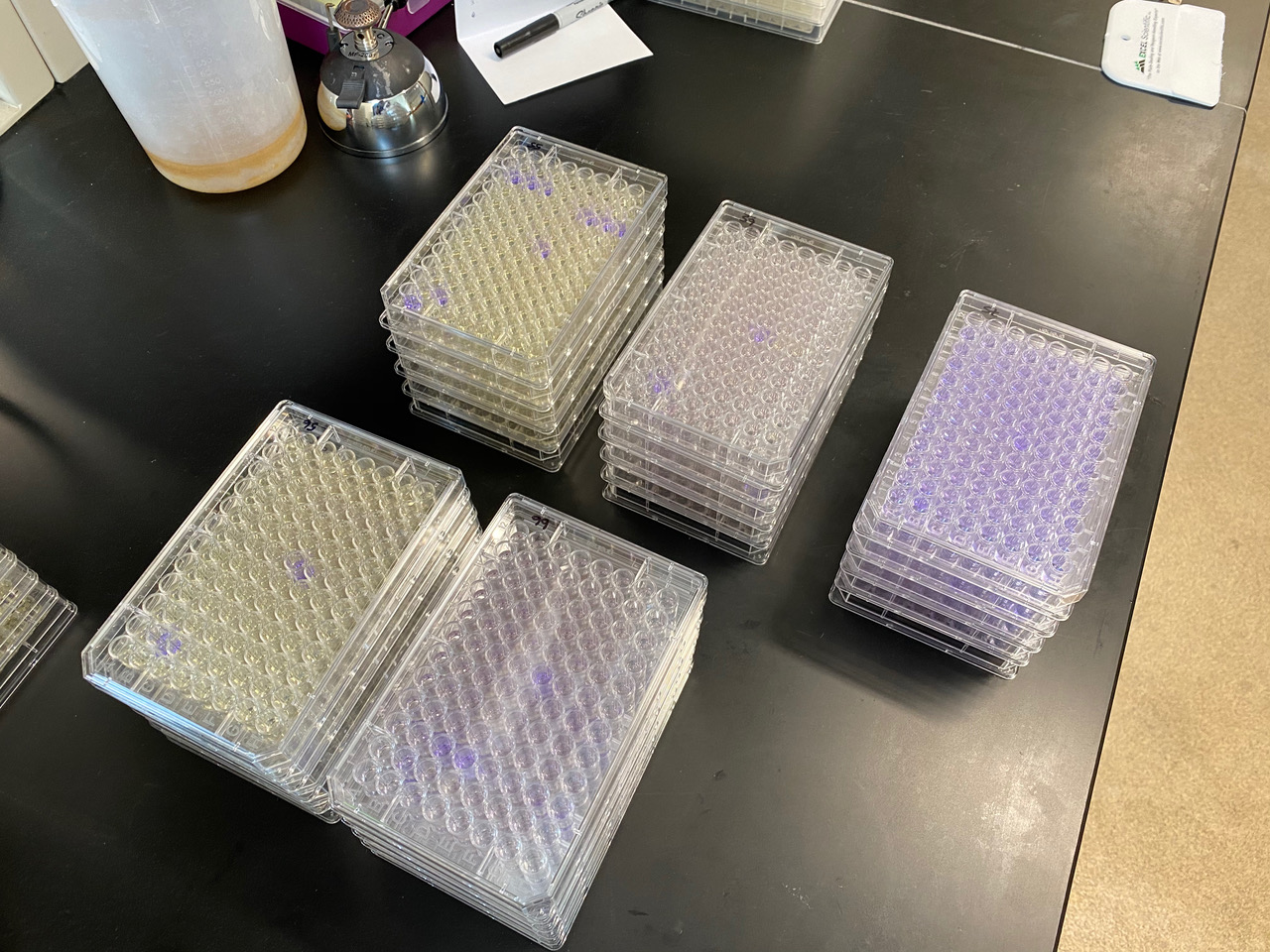 microplates in a testing lab